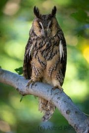 Waldohreule (Asio otus)