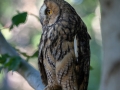 Waldohreule (Asio otus)