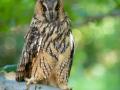 Waldohreule (Asio otus)