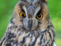 Waldohreule (Asio otus)