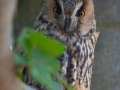 Waldohreule (Asio otus)