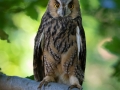 Waldohreule (Asio otus)