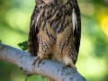 Waldohreule (Asio otus)