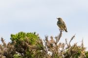 Küstenpfad nach Woolacombe