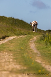 Küstenpfad nach Woolacombe