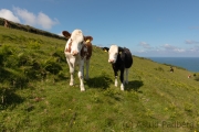 Küstenpfad nach Woolacombe