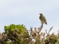 Küstenpfad nach Woolacombe