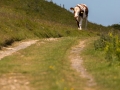 Küstenpfad nach Woolacombe