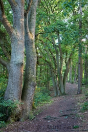 Landschaft Weyerberg