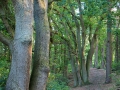 Landschaft Weyerberg