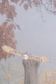 Schleiereule, WildtierPark Edersee