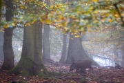 Wildschwein, WildtierPark Edersee