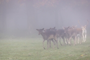 Damwild, WildtierPark Edersee