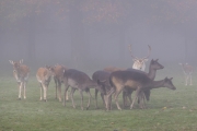 Damwild, WildtierPark Edersee