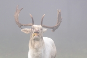 Damwild, WildtierPark Edersee