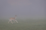 Damwild, WildtierPark Edersee