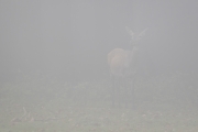 Damwild, WildtierPark Edersee