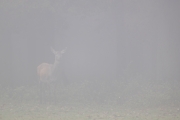 Damwild, WildtierPark Edersee