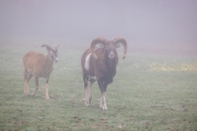 Mufflons, WildtierPark Edersee