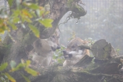 Wölfe, WildtierPark Edersee