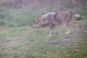 Wölfe, WildtierPark Edersee