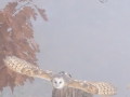 Schleiereule, WildtierPark Edersee