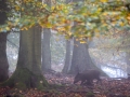 Wildschwein, WildtierPark Edersee