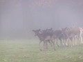 Damwild, WildtierPark Edersee