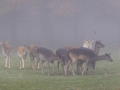 Damwild, WildtierPark Edersee