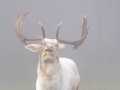 Damwild, WildtierPark Edersee