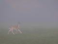 Damwild, WildtierPark Edersee