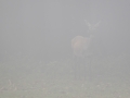 Damwild, WildtierPark Edersee