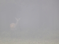 Damwild, WildtierPark Edersee