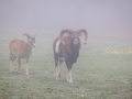 Mufflons, WildtierPark Edersee