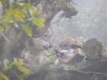 Wölfe, WildtierPark Edersee