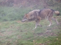 Wölfe, WildtierPark Edersee