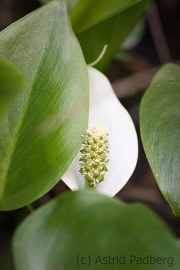 Calla, Hamberger Moor