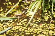 Frosch, Hamberger Moor