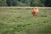 Ich , auf meiner Wiese, Hamberger Moor