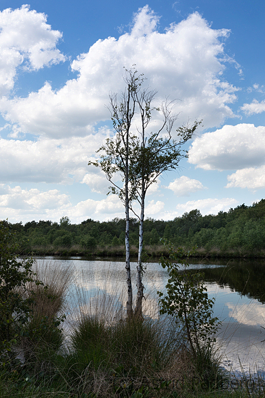 Hamberger Moor