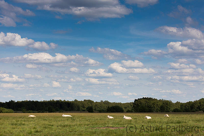 Siesta, Hamberger Moor