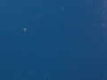Sie sind gelandet - "Aliens" im Hamberger Moor