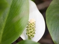 Calla, Hamberger Moor