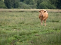 Ich , auf meiner Wiese, Hamberger Moor