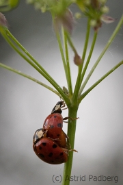 Marienkäfer in Action, Laus versteckt sich