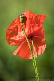 Mohn, Melchers Hütte