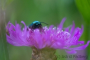 Falter auf Kornblume