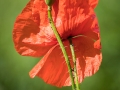 Mohn, Melchers Hütte