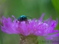 Falter auf Kornblume