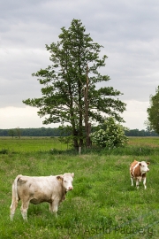 Wir, auf unserer Wiese